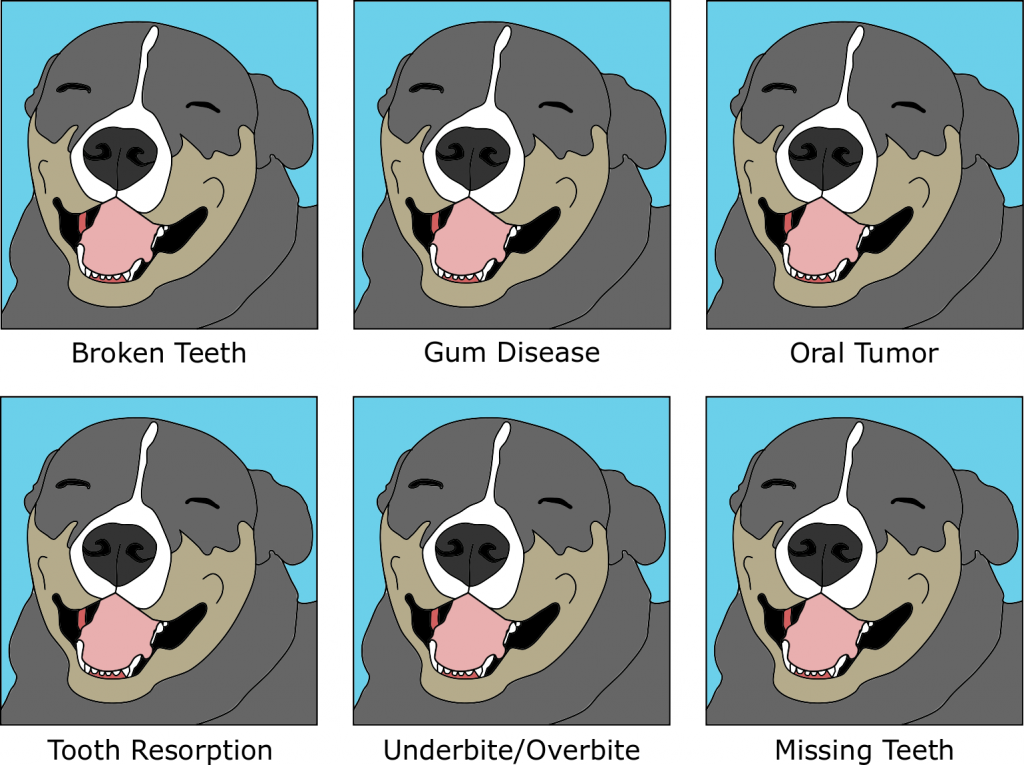 SixDogs 1024x765 - Signs of dental disease in dogs and cats