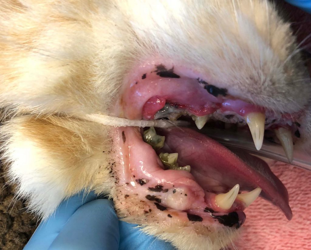 gingivitis perio cat 1024x825 - Signs of dental disease in dogs and cats