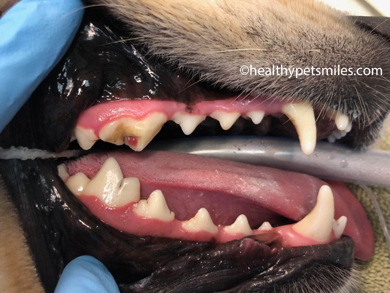Fractured Teeth Healthy Pet