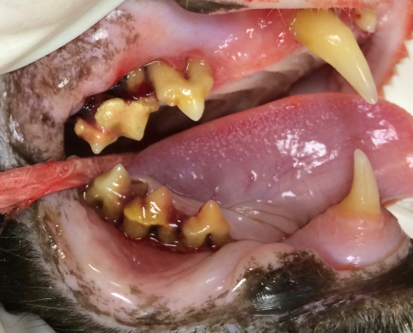 Periodontal Disease - Healthy Pet Smiles.com