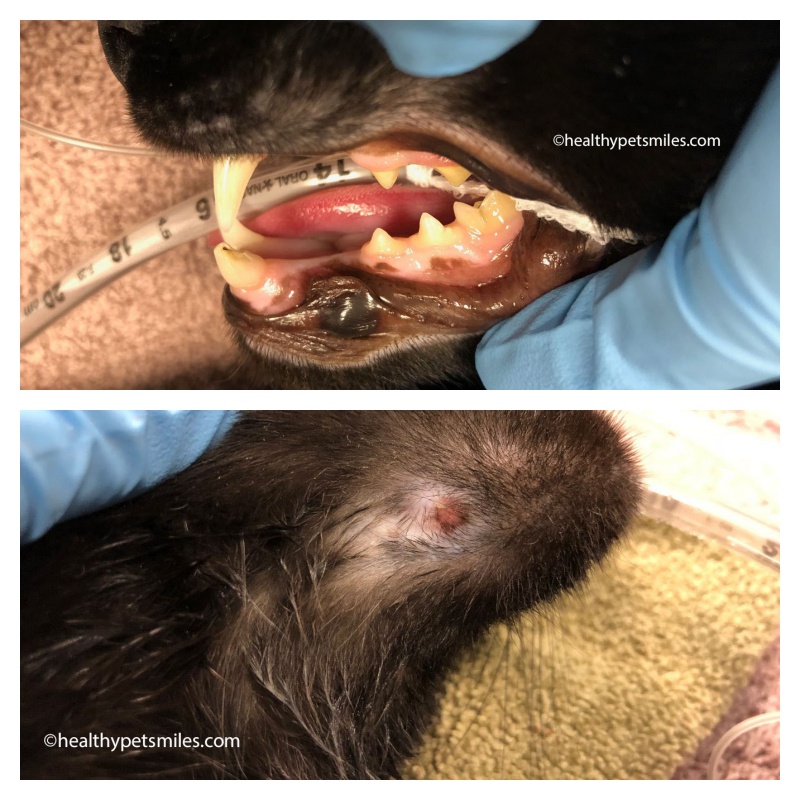 cat draining tract - Fractured Teeth