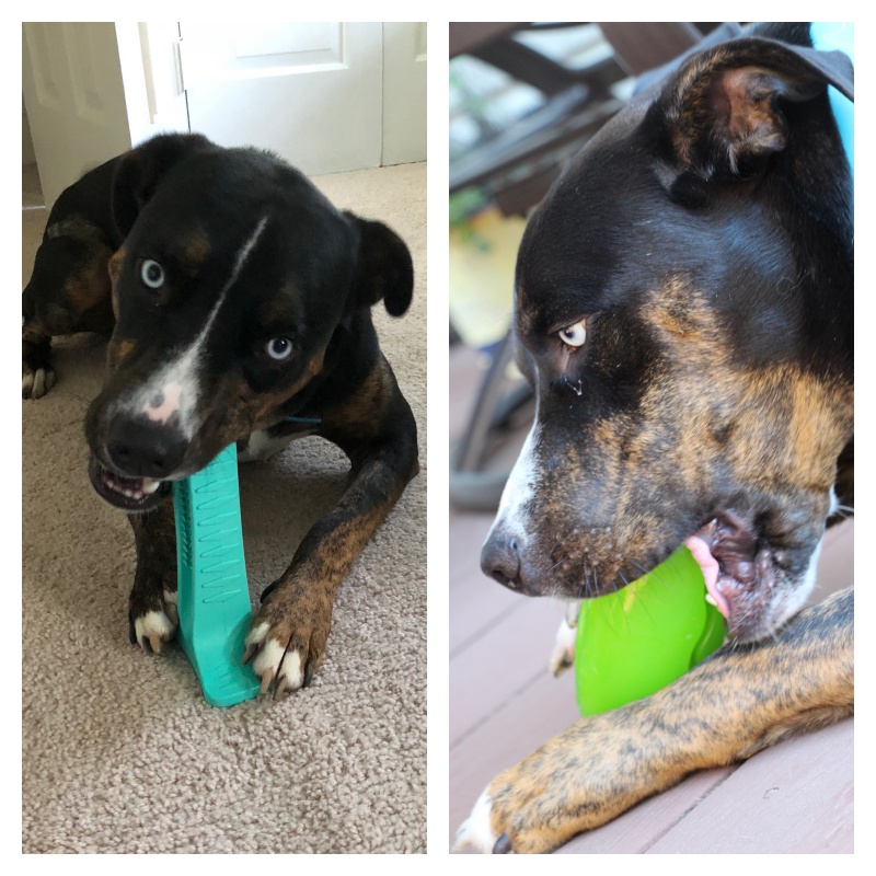 franks chewing - Safe and Appropriate Chew Toys for Dogs